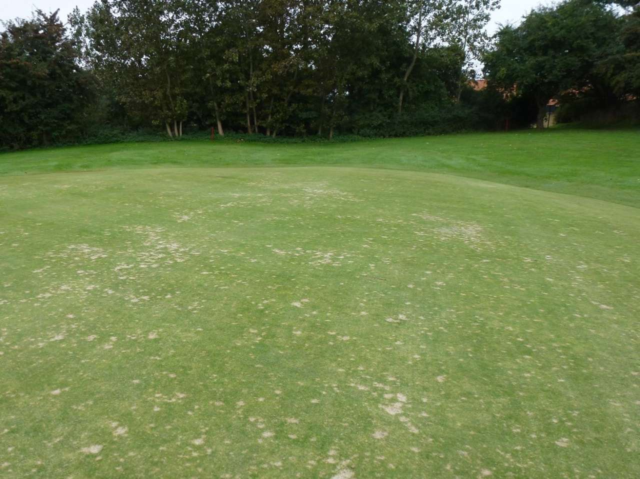 How to tackle dollar spot disease on golf courses Nibio